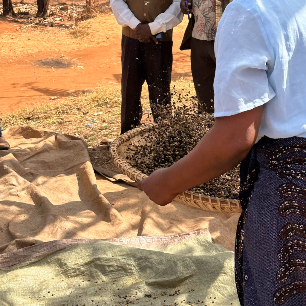 Imagebild: Frau beim Schwenken von Rohkaffeebohnen in Afrika