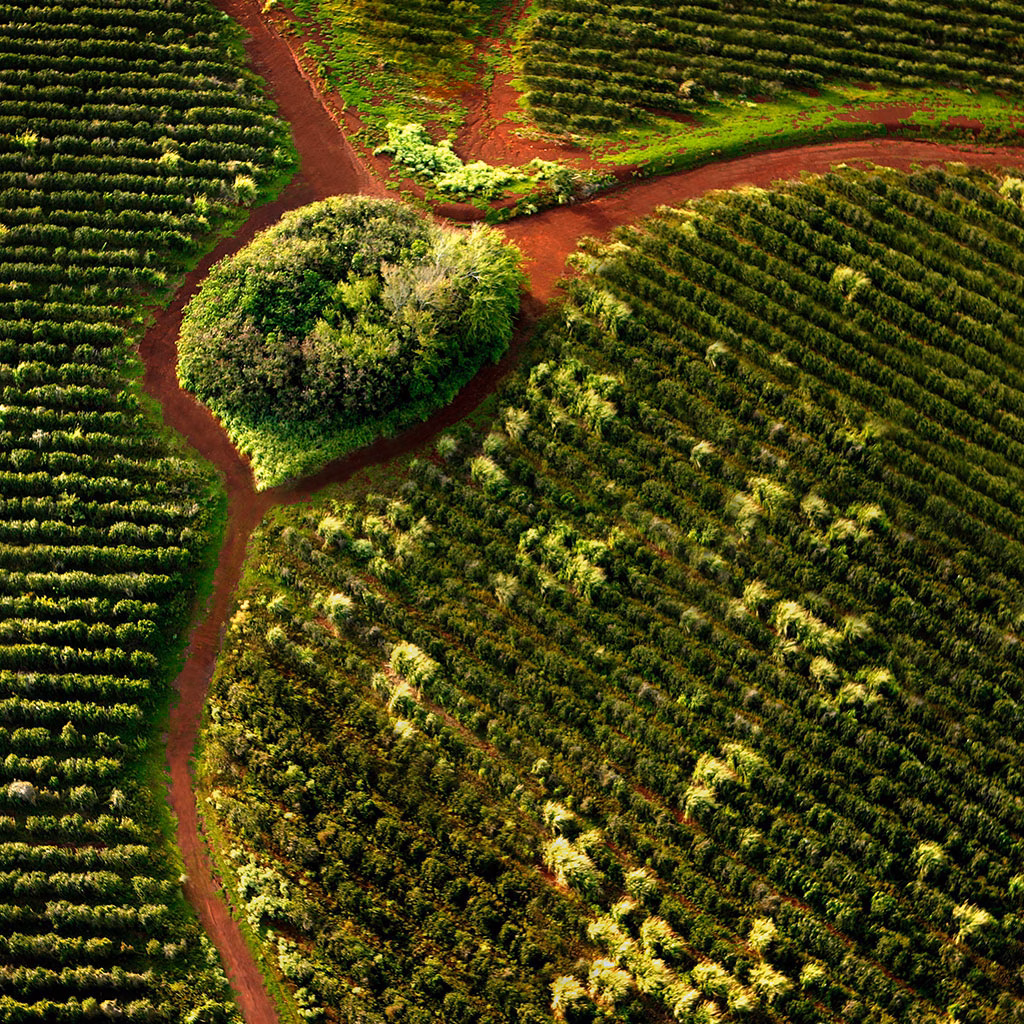 Eine Kaffeeplantage durchzogen von Fluessen von oben